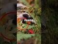 FALLING BABY PANDA Cute Animals Panda
