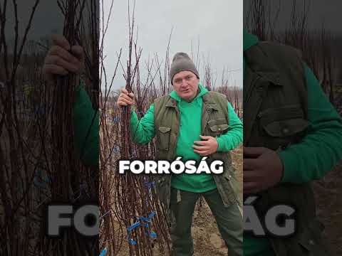 Meddig szabad ősszel gyümölcsfákat ültetni? videó