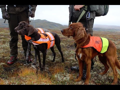 Das Suchen-Experiment (Schneehuhnjagd in Jämtland)