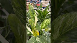 New rare plant alert at Walmart! #plants #walmart #walmartfinds