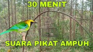Download lagu 🔴Suara pikat CUCAK RANTING pancingan mp3
