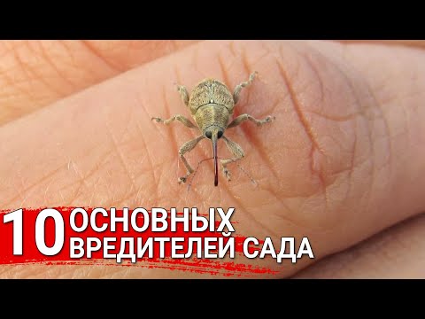 10 основных вредителей сада