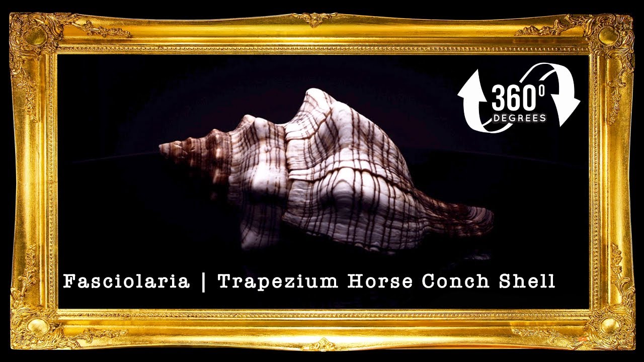 Fasciolaria | Trapezium Horse Conch | 8 - 9 Inches | Large