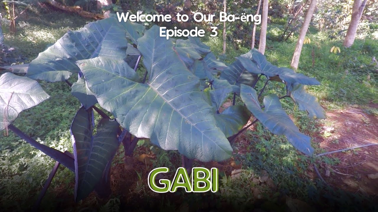 What is Gabi plant in English? Tipseri