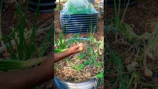 Vidora Onion Harvest 🧅#harvest #garden #growyourownfood #youtubeshorts