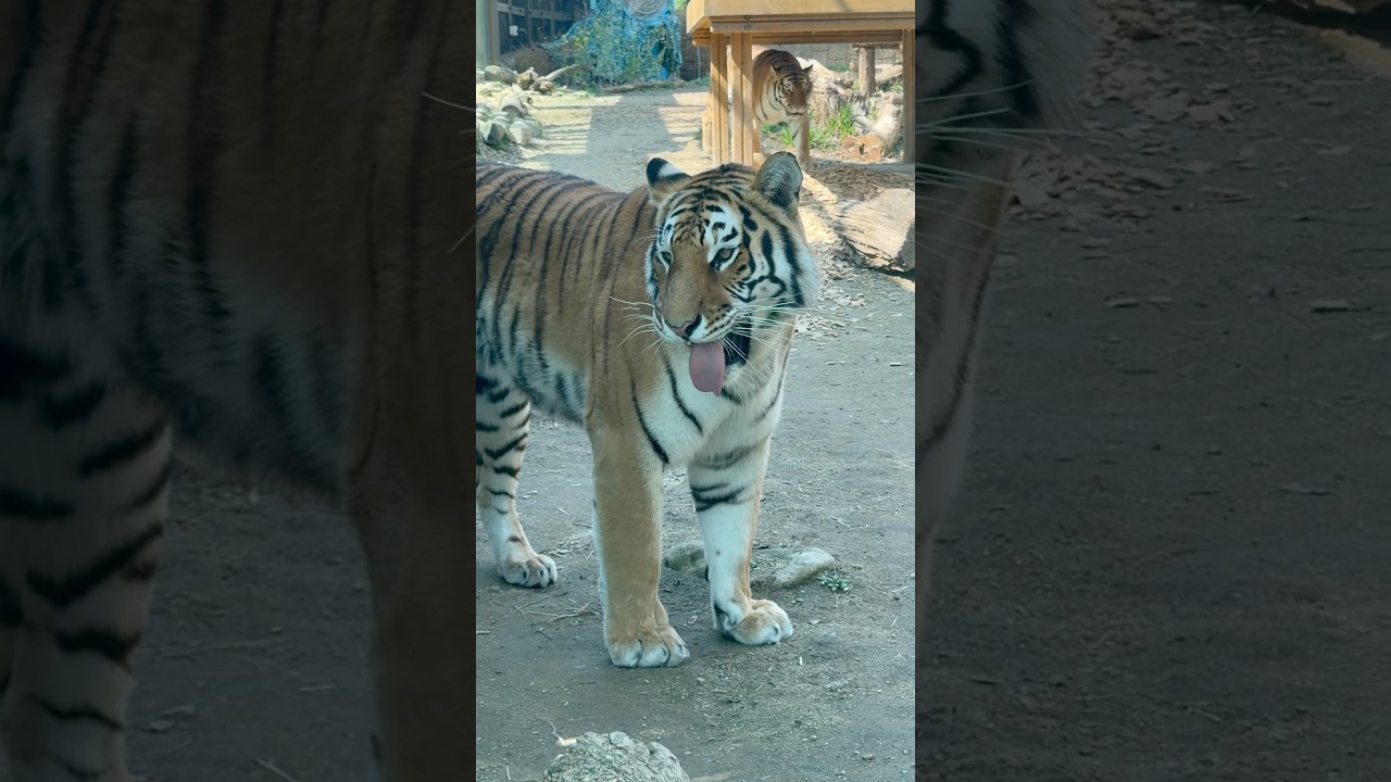 뀨뀨뀨~~~타이거밸리 아름 우리