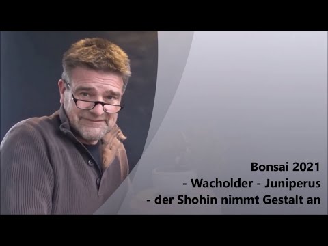 Bonsai 2021-4 - Wacholder - Juniperus - der Shohin nimmt Gestalt an