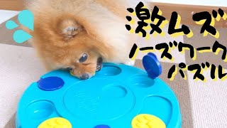 激ムズ！ノーズワークパズルに挑戦！ぽぽちゃんは全部クリアできるか？