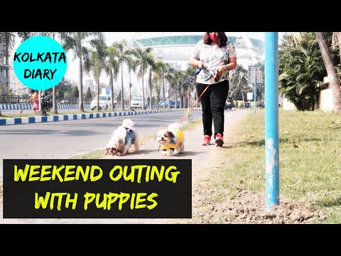 Weekend Outing With Puppies