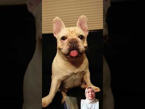 #funny #memes #funnycats #pets #cute #dramacintasakuraschollsimulator