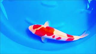 video van Kohaku 2404107