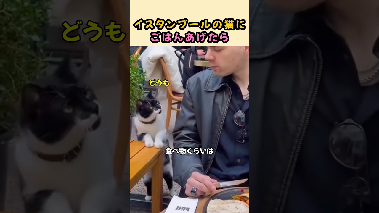猫にごはんあげるとき、ちょっと注意かも