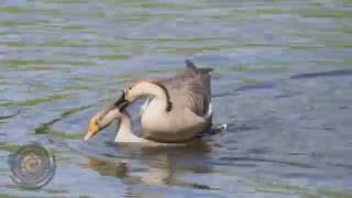 another mating scene of greylag geese