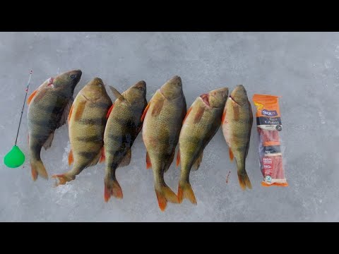 Pilkillä isoa ahventa matalasta | Ahventa morrilla | Sisältää huonoa huumoria