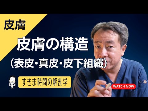 表皮 (解剖学)について詳しく解説