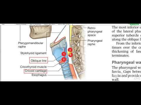 Pharynx constrictors 3