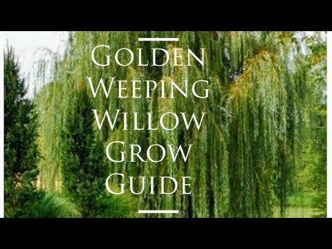Golden Weeping Willow Grow Guide