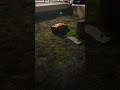 #fyp#dronevideo#robotmowers#takingover