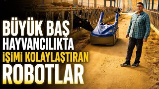BÜYÜK BAŞ HAYVANCILIKTA İŞİMİ KOLAYLAŞTIRAN ROBOTLAR