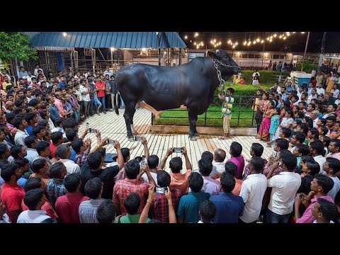Brownie’s Ranch Biggest Bulls | Enormous Biggest Ox Collection From Bangladesh