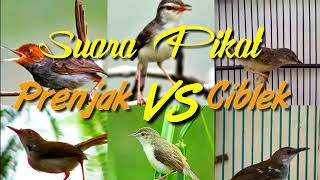 Download lagu suara pikat prenjak vs ciblek mp3