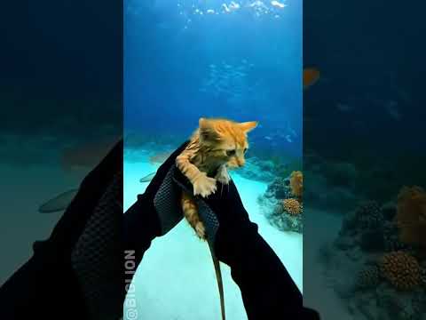 This Man Saved A Cat That Fell Into An Aquarium