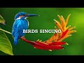 Nature Sounds - Birds Singing Without Music, 24 Hour Bird Sounds Relaxation, Soothing Nature Sounds