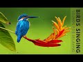 Nature Sounds Birds Singing Without Music 24 Hour Bird Sounds Relaxation Soothing Nature Sounds