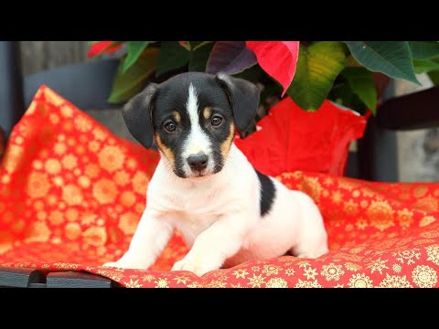 Are Poinsettias Actually Poisonous to Your Pets?