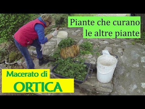 Gocce Martello di Thor non aiutano Trattamento Ginger per limpotenza