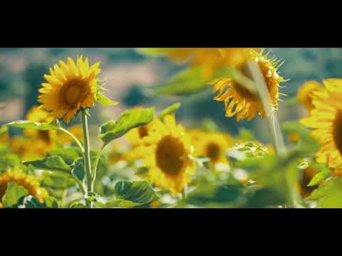 Dawn Raider - Tristan Barton | Cinematic Music Background | Free Download 4K