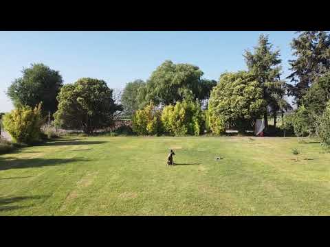 5 MINUTOS QUIETA ADIESTRAMIENTO DE OBEDIENCIA PASTOR BELGA MALINOIS KALINDA