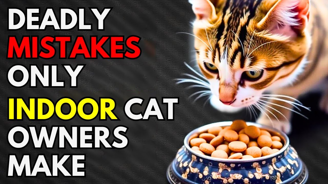 If You Have an Indoor Cat, Never Do This ( Scientists Warn )