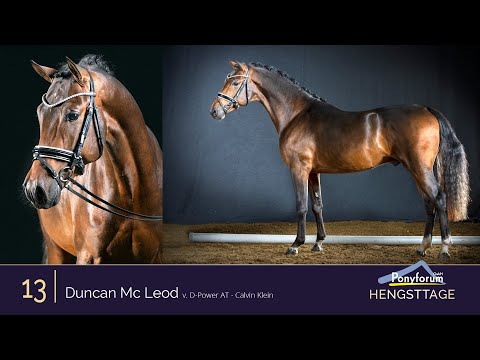 Ponyforum Hengsttage Nr. 13 DUNCAN MC LEOD * 2018 v. D-Power AT