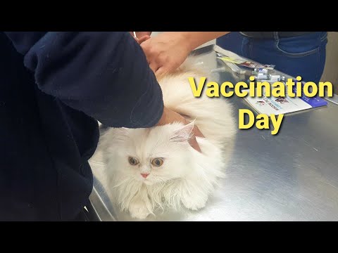 it is a cat vaccination day at vet clinic | #deworming |  #persiancat #vaccine