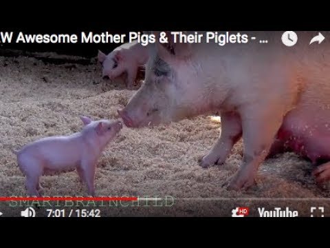 NEW AWESOME MOTHER PIGS & THEIR PIGLETS -  A Must See (revised)