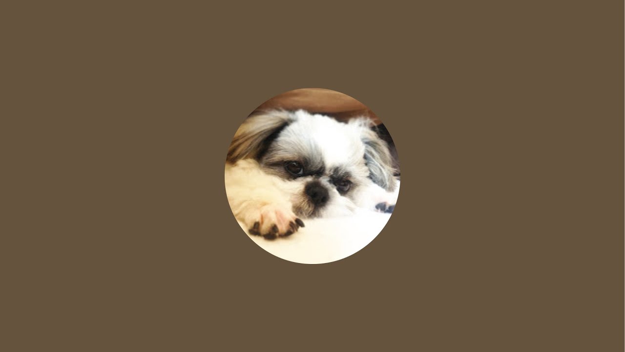 【ほぼカツ話】鼻ぺちゃ展in柏タカシマヤに行くよ！【金曜20時定時ライブ】