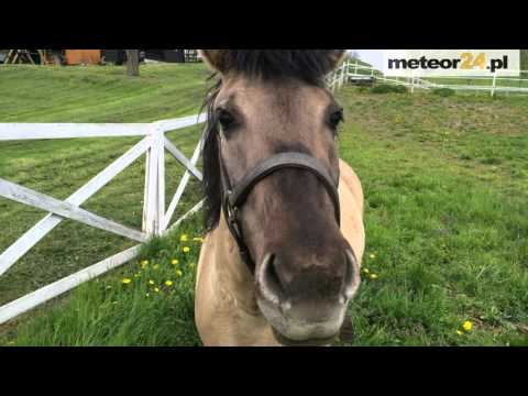 Gospodarstwo Agroturystyczne Ranczo w Dolinie - Krostkowo meteor24.pl