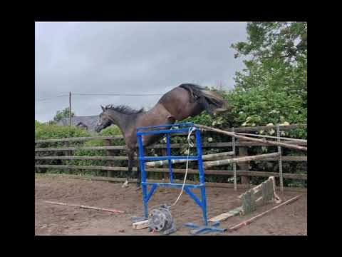 3 YEAR OLD GELDING BY IMNOTAFRAID FORTUNA - Image 2