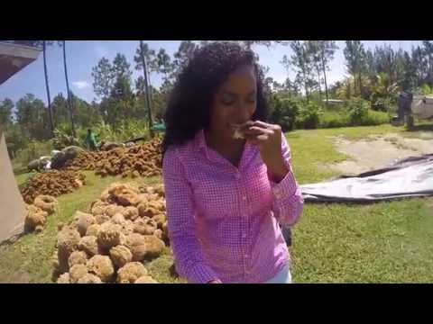 Travel Diaries: Andros, The Bahamas