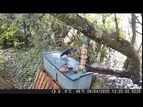 29 04 2020 Suet Feeder 10 Crow