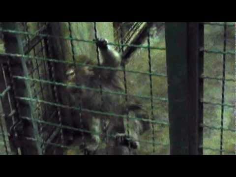 Belgrade Zoo - Video Compilation