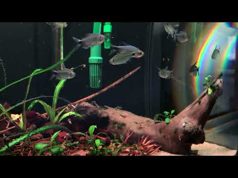 Alestopetersius smykalai (blue Congo tetras) in breeding colours