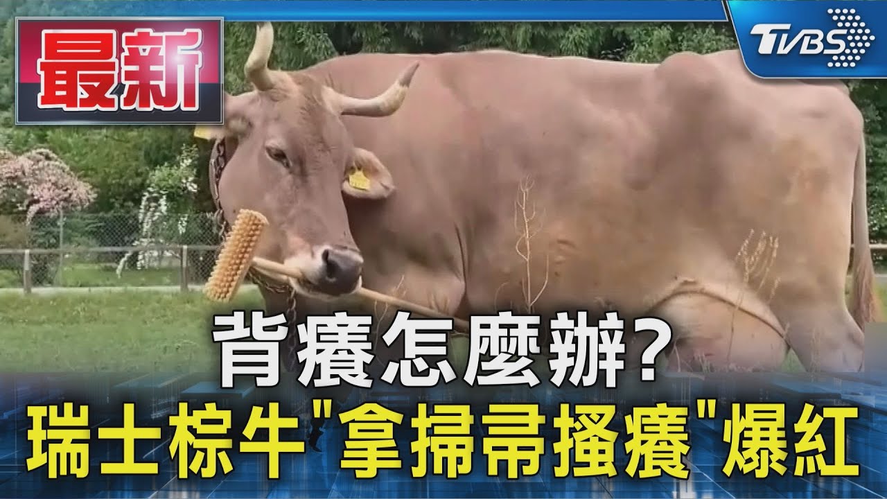 背癢怎麼辦?瑞士棕牛「拿掃帚搔癢」爆紅