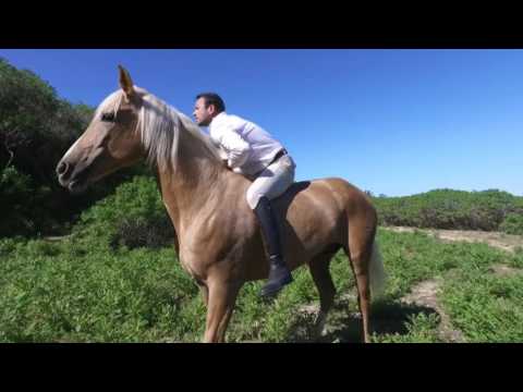 Dharma Horse - Italian Quality Equipment