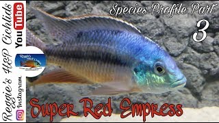 African Cichlid | Super Red Empress