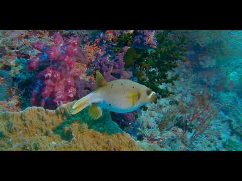 Fiji – Beautiful Walls, Soft Corals and Critters 12B - scuba diving video