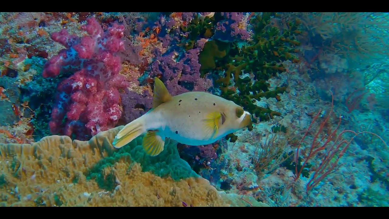 Fourteenth of 17 videos - Diving aboard "Naía" amongst multiple Fijian islands in pristine clear water