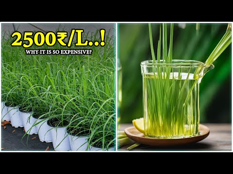 Lemon Grass - Why it is so EXPENSIVE? Complete Farming Guide