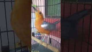 Download lagu Anis merah betina ngecir untuk pancingan anis merah jantan trotol cepet bunyi mp3 Download lagu Anis merah betina ngecir untuk pancingan anis merah jantan trotol cepet bunyi mp3